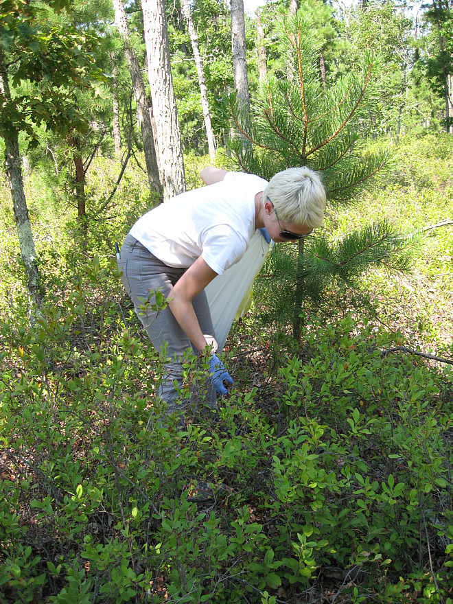 Laura Herren '11 collects samples from the forest floor.