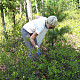 Laura Herren '11 collects samples from the forest floor.