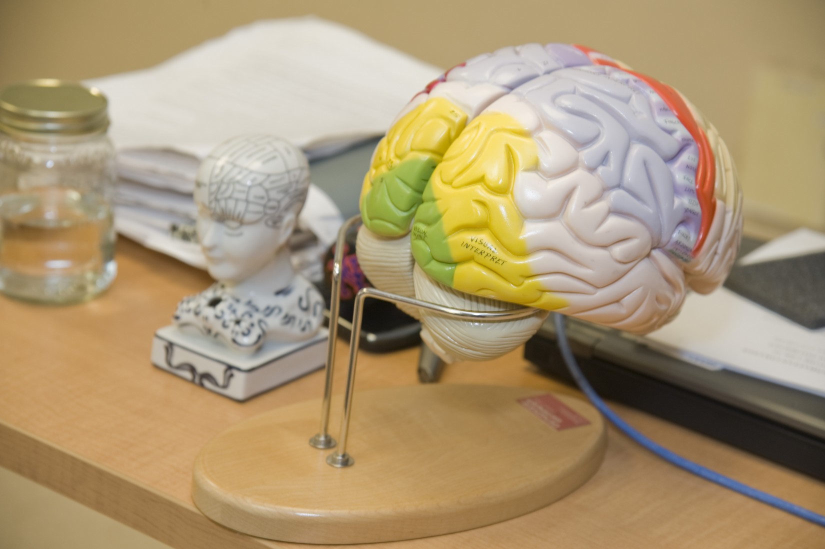 brain models from Professor Nava Silton's Psychology course