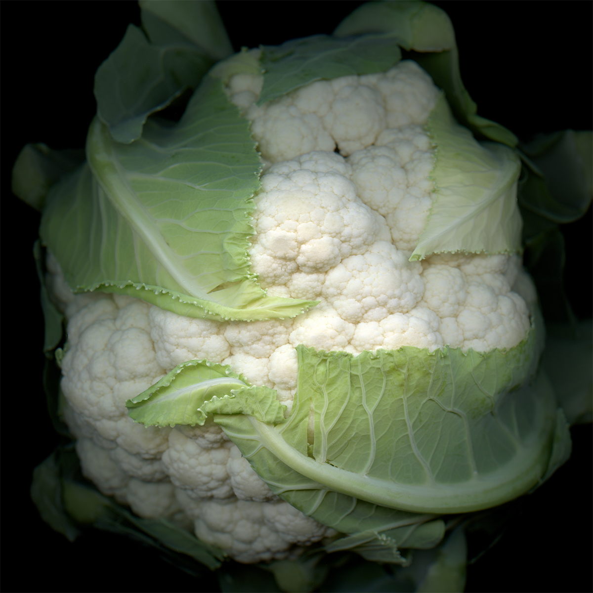 Mary Tiegreen, Cauliflower, Photograph