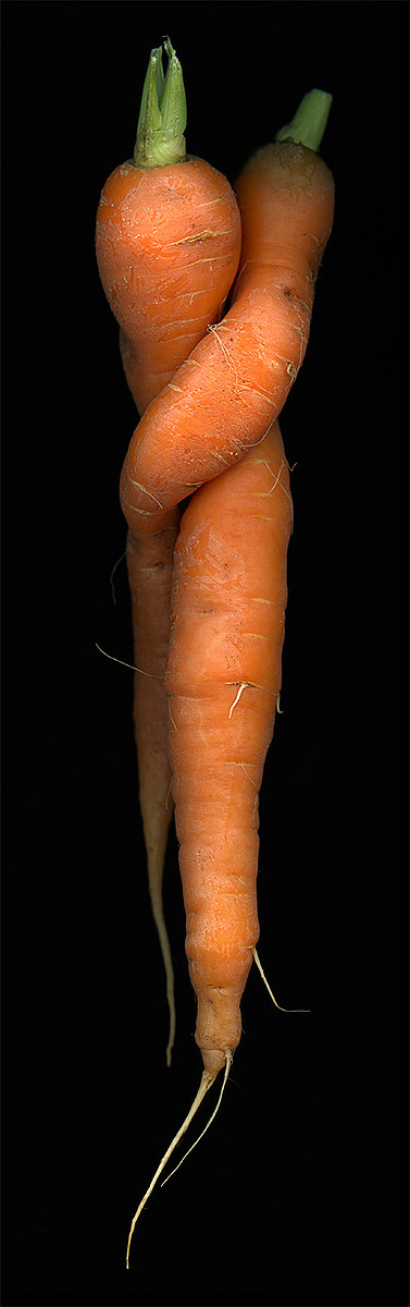 Food for Thought November 3-December 4, 2014. Mary Tiegreen, Carrot Lovers, photograph